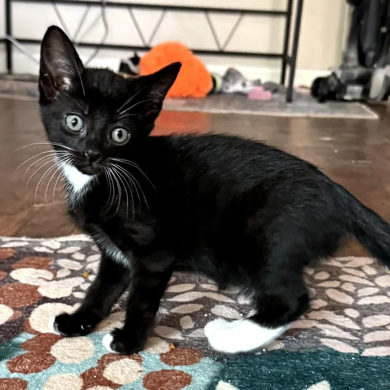 A baby small-sized female Black Domestic Short Hair cat named Almond for adoption in Long Beach, CA