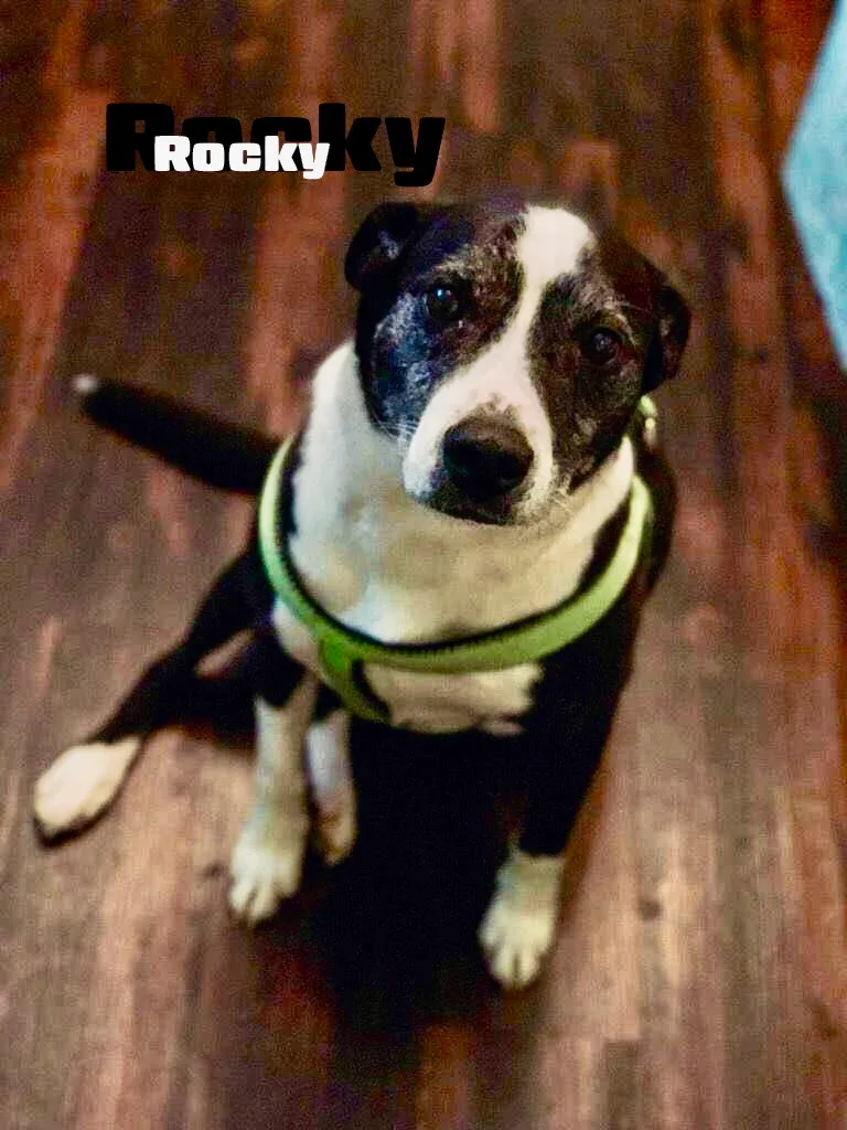 An adult medium-sized male Bicolor Mixed Breed dog named Rocky And Diesel for adoption in Clinton, IL