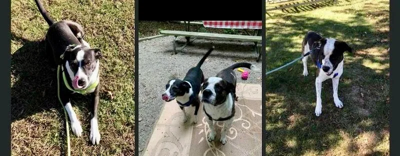 Rocky And Diesel thumbnail 2
