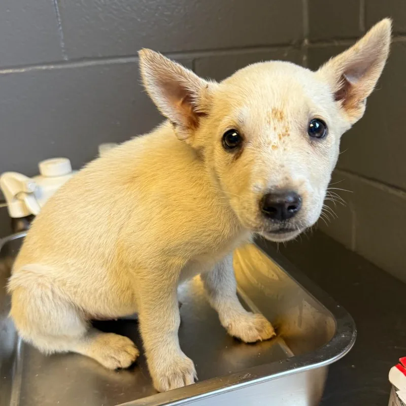 A baby small-sized female White / Cream Shepherd dog named Tuscstray_ for adoption in Tuscaloosa, AL