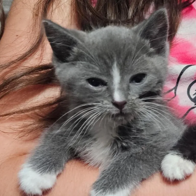 A baby small-sized male Gray / Blue / Silver Domestic Short Hair cat named Mike for adoption in Ashland, OR