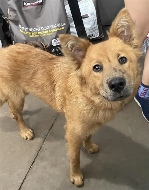 A young medium-sized female Mixed Breed dog named Luna for adoption in Dallas, TX