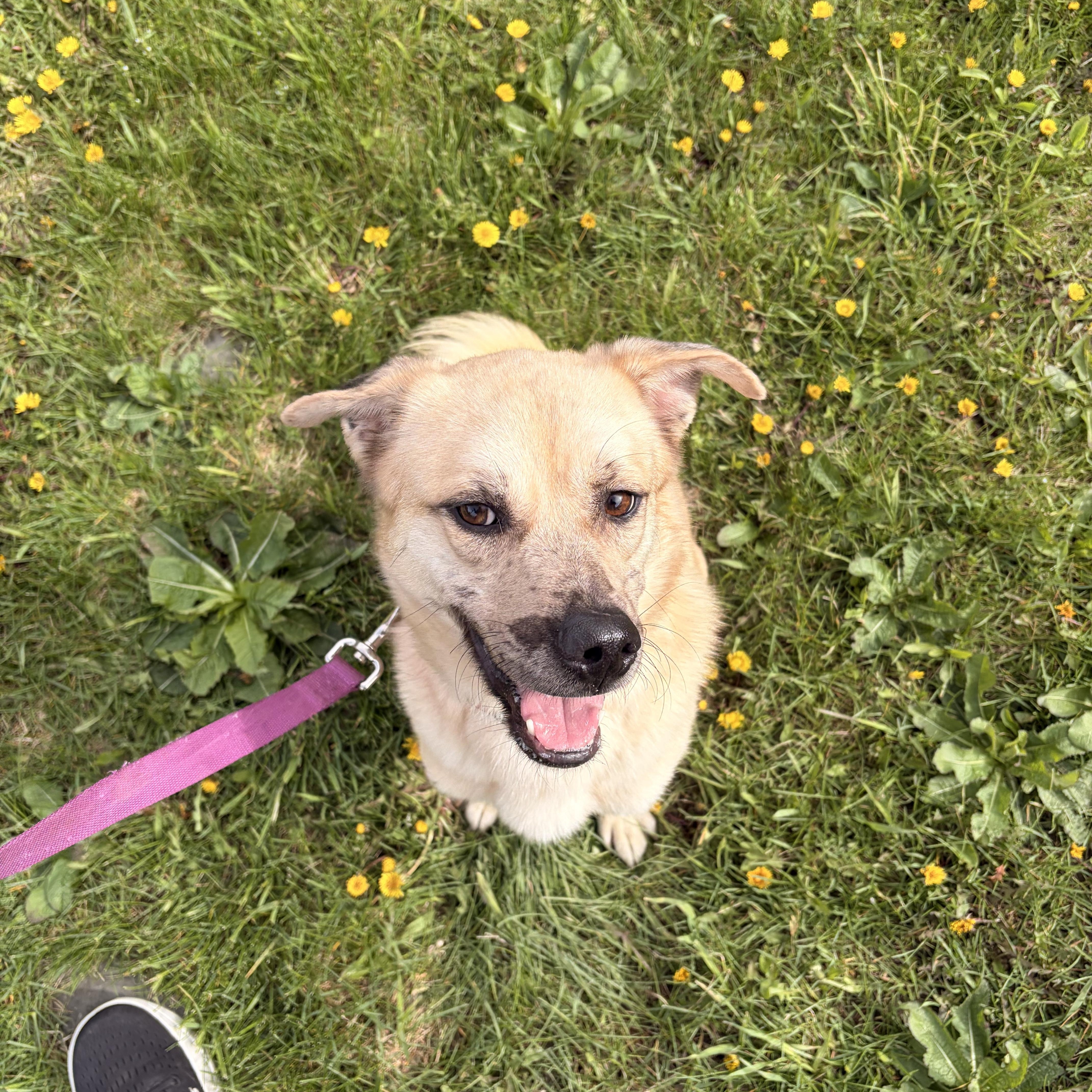 An adult medium-sized male Yellow / Tan / Blond / Fawn Mixed Breed dog named Elvis for adoption in Elmira, NY