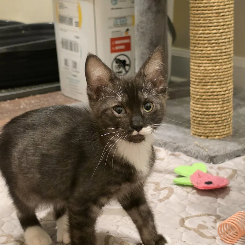 Marble gorgeous smoke tabby