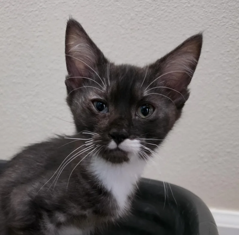 Marble gorgeous smoke tabby thumbnail 2