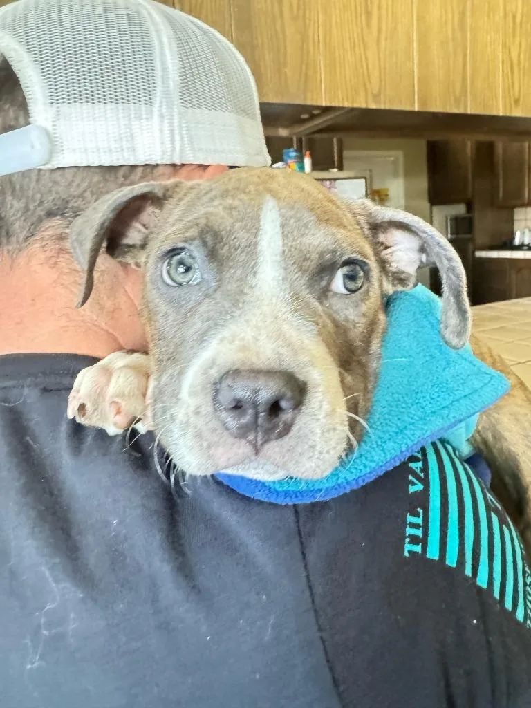 A young small-sized male Pit Bull Terrier dog named Kermit The Dog for adoption in Tehachapi, CA