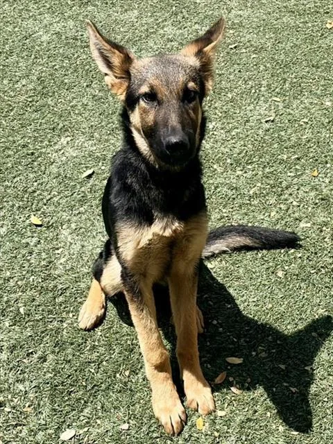 A young large-sized female German Shepherd Dog dog named Heidi for adoption in Salinas, CA