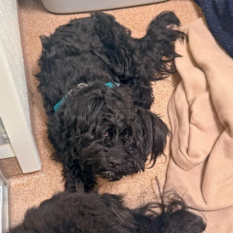 An adult small-sized male Black Mixed Breed dog named Cooper for adoption in Murray, UT