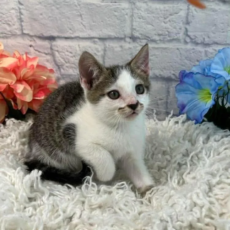 A baby small-sized female Brown / Chocolate Domestic Short Hair cat named Toffee for adoption in Harrisonburg, VA