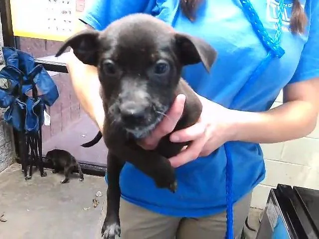 A baby small-sized male Australian Cattle Dog / Blue Heeler dog named Clark for adoption in Tulsa, OK