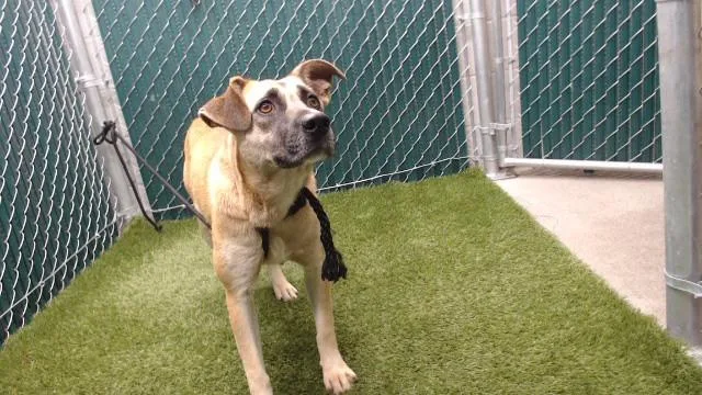 A young medium-sized female German Shepherd Dog dog named Nala for adoption in Downey, CA