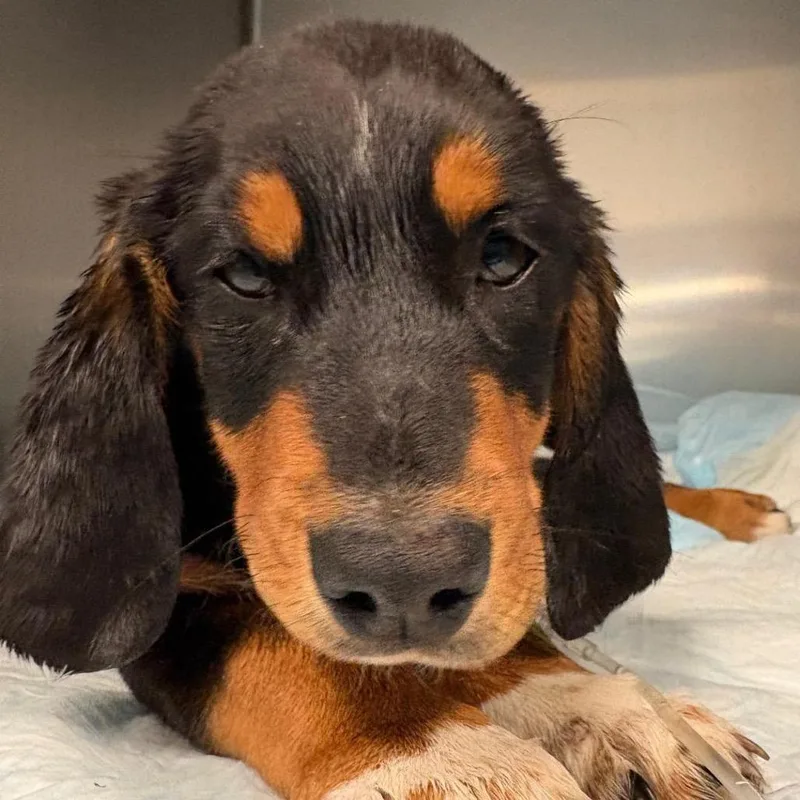 A baby medium-sized male Hound dog named Francis for adoption in Fairfax, VA