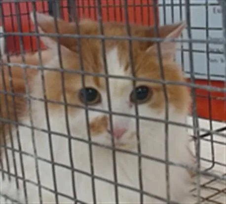 An adult medium-sized male Domestic Short Hair cat named Fuzzybutts for adoption in Louisville, KY
