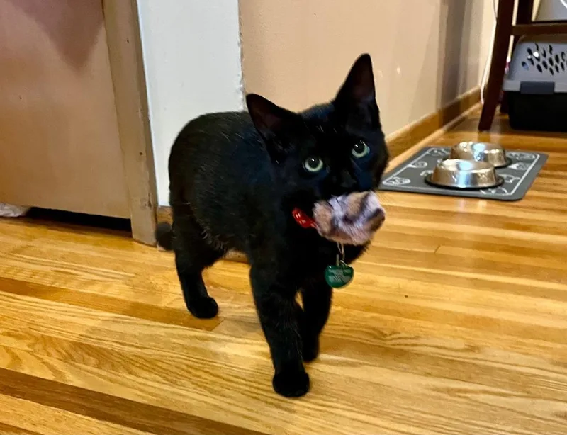 A baby small-sized male Black Domestic Short Hair cat named Mochi for adoption in Plymouth, MN