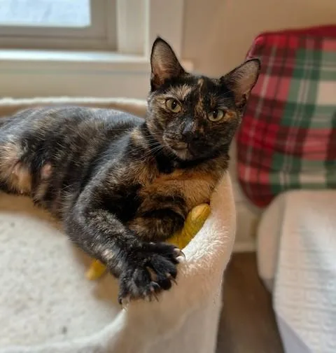 A young medium-sized female Tortoiseshell Domestic Short Hair cat named Mercy for adoption in Lemoyne, PA