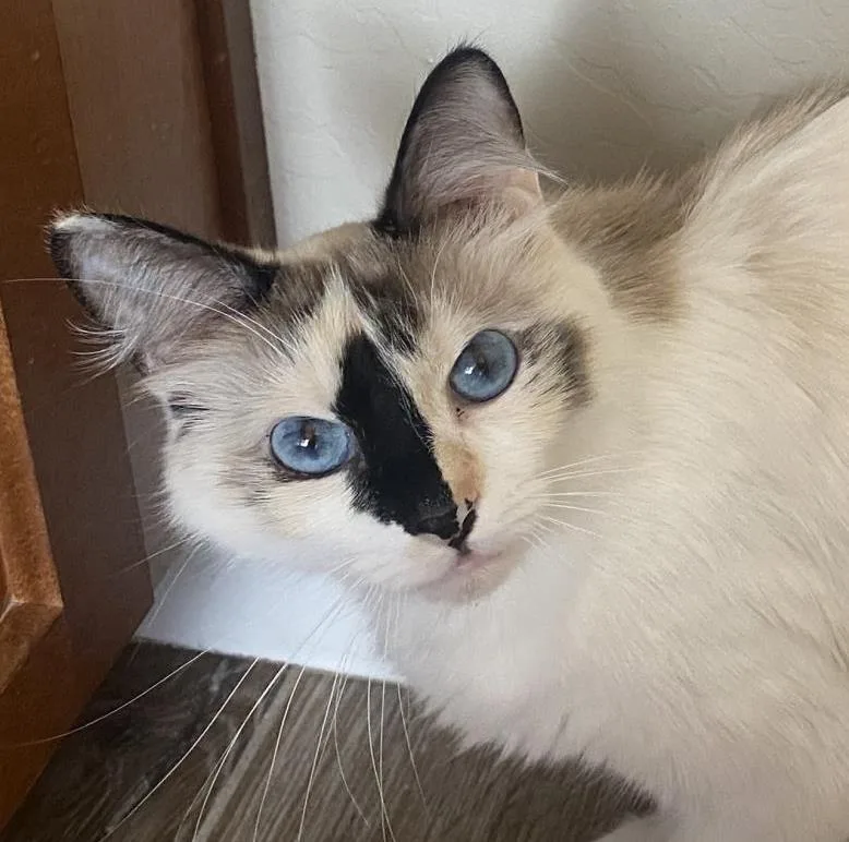 A young small-sized female Domestic Long Hair cat named Maisie Wigglebottom for adoption in Chandler, AZ