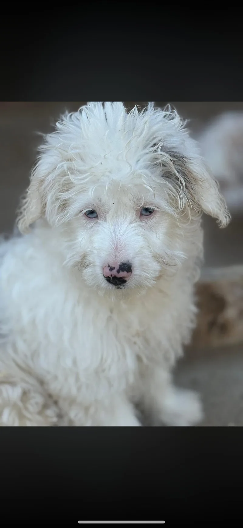 A young small-sized female Australian Shepherd dog named Lexi for adoption in Peebles, OH