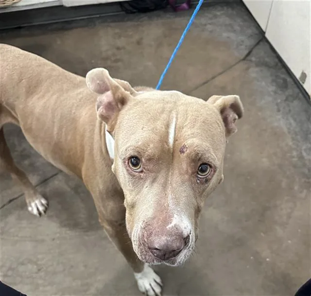 An adult large-sized male Mixed Breed dog named Chester for adoption in Dallas, TX