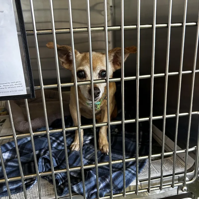 A senior small-sized female Yellow / Tan / Blond / Fawn Chihuahua dog named Petunia for adoption in Jupiter, FL