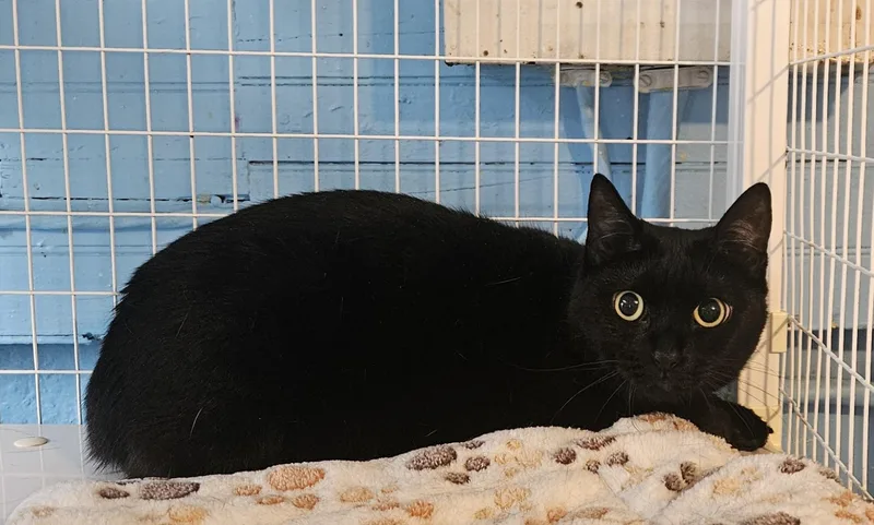 An adult medium-sized female Domestic Short Hair cat named Itchy for adoption in Claremont, NH