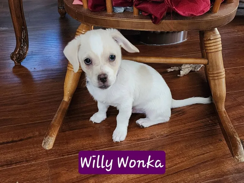 Willy Wonka thumbnail 2