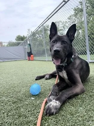 An adult medium-sized male Shepherd dog named Ron for adoption in Fishers, IN
