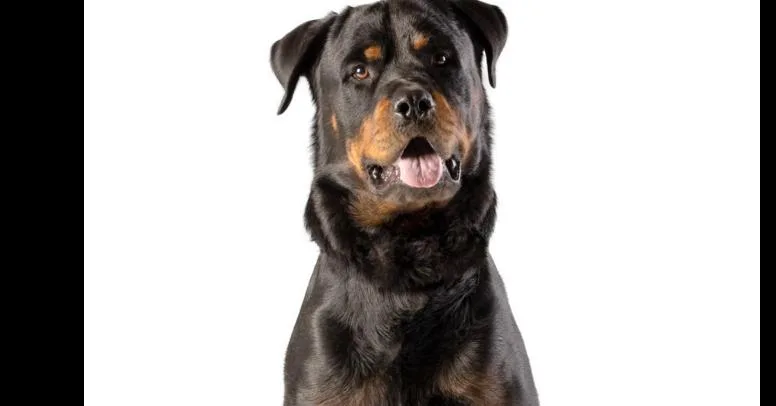 A senior large-sized male Rottweiler dog named Luke for adoption in Gilbert, AZ