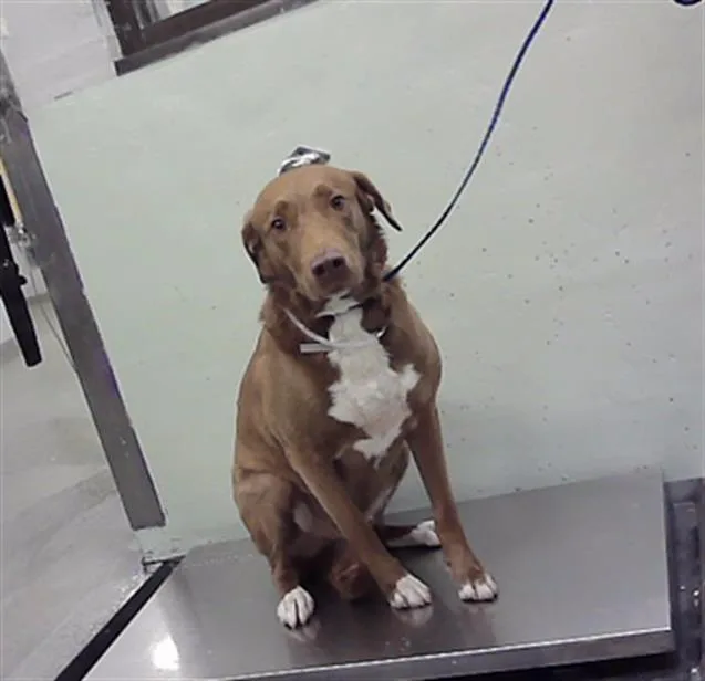 An adult large-sized male Labrador Retriever dog named Blue for adoption in Houston, TX