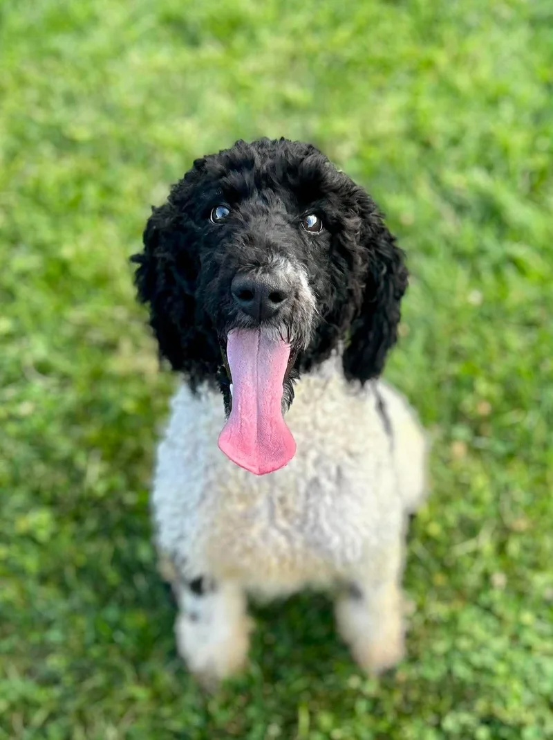 A baby medium-sized female Black Standard Poodle dog named Coraline for adoption in New Philadelphia, OH