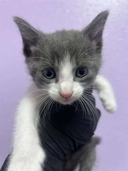 A baby small-sized female White Domestic Short Hair cat named Chrissy for adoption in El Paso, TX