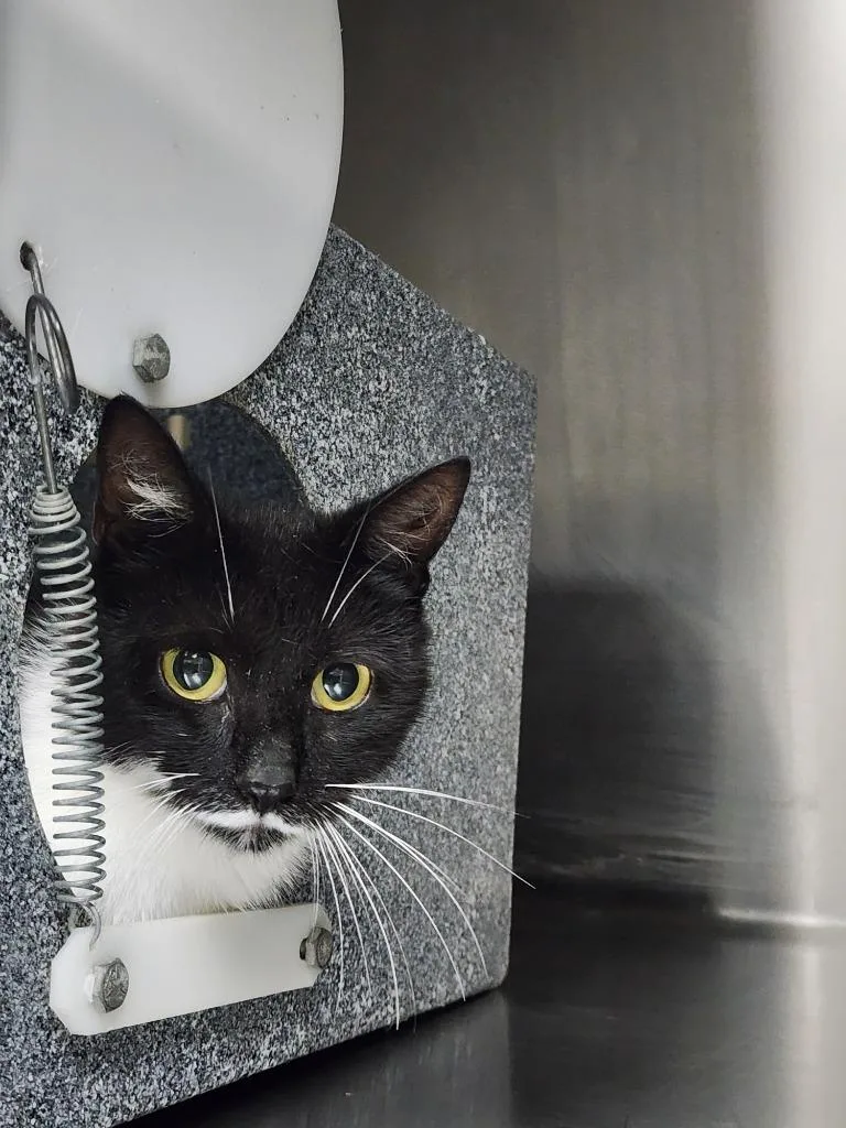 A young medium-sized female Domestic Short Hair cat named Stachy for adoption in Rome, GA