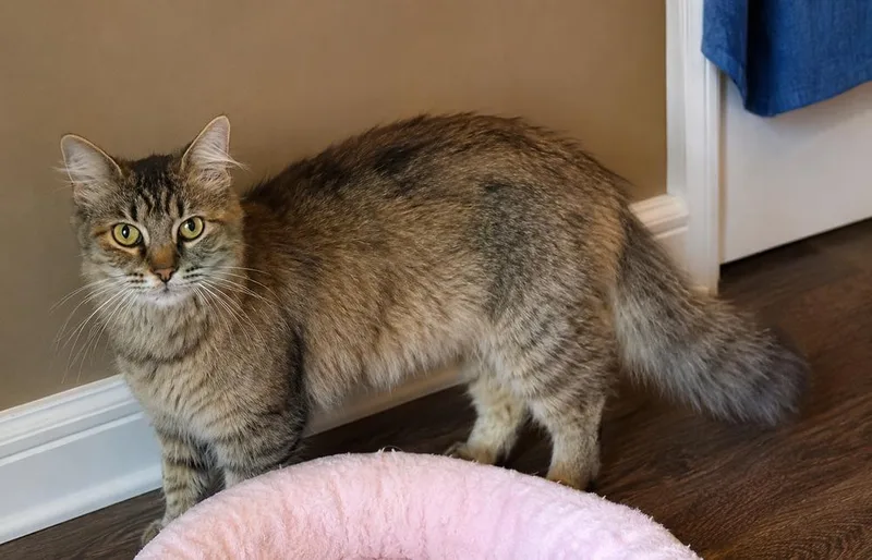 An adult medium-sized female Tabby (Brown / Chocolate) Domestic Medium Hair cat named Lily for adoption in Chattanooga, TN