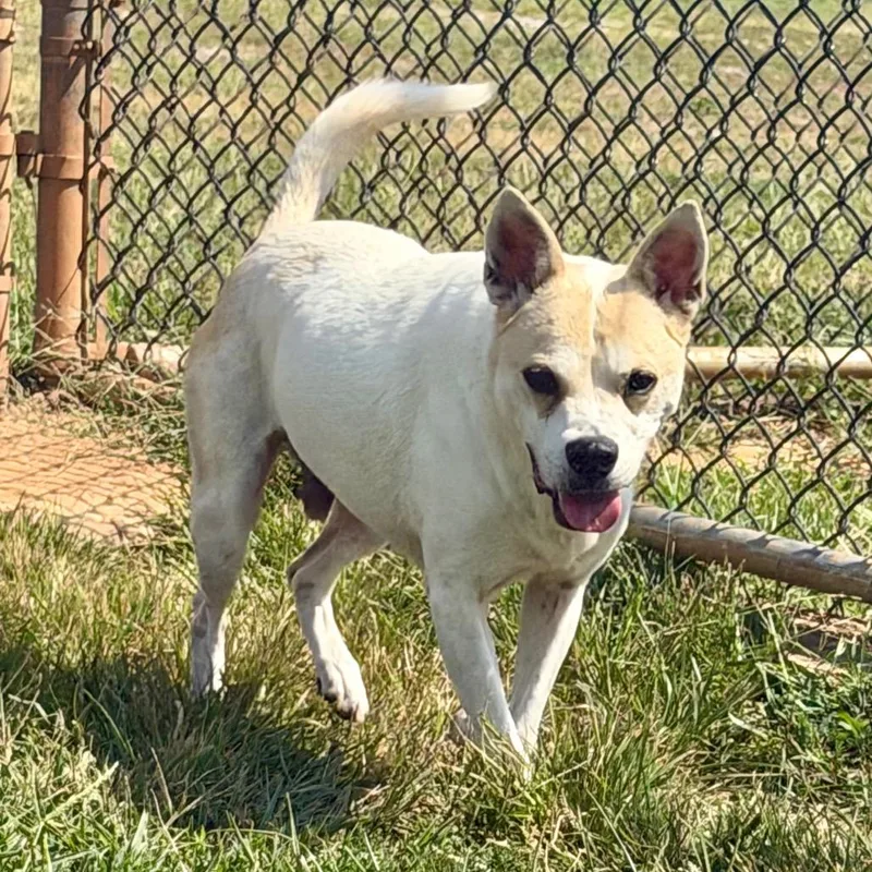 A senior medium-sized male White / Cream Mixed Breed dog named Milo for adoption in Winchester, TN