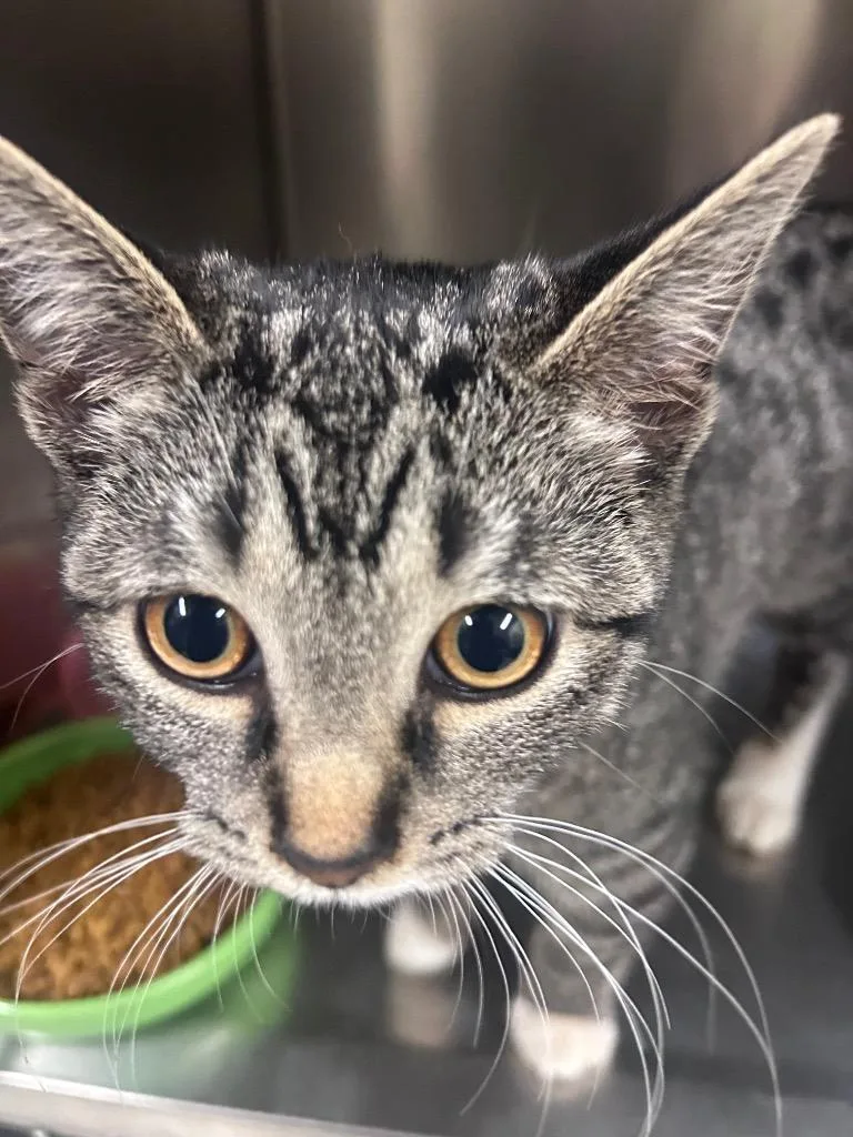A baby small-sized female Domestic Short Hair cat named Alora for adoption in Meriden, CT
