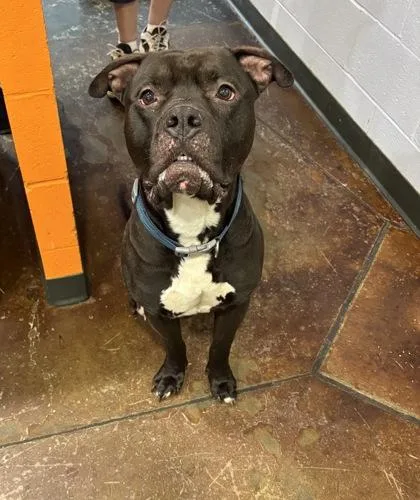 An adult medium-sized male Mixed Breed dog named Jax for adoption in Cincinnati, OH