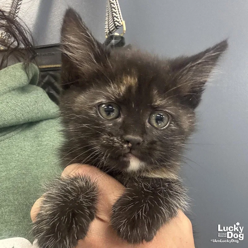 A baby medium-sized female Domestic Short Hair cat named Chyna for adoption in Washington, DC