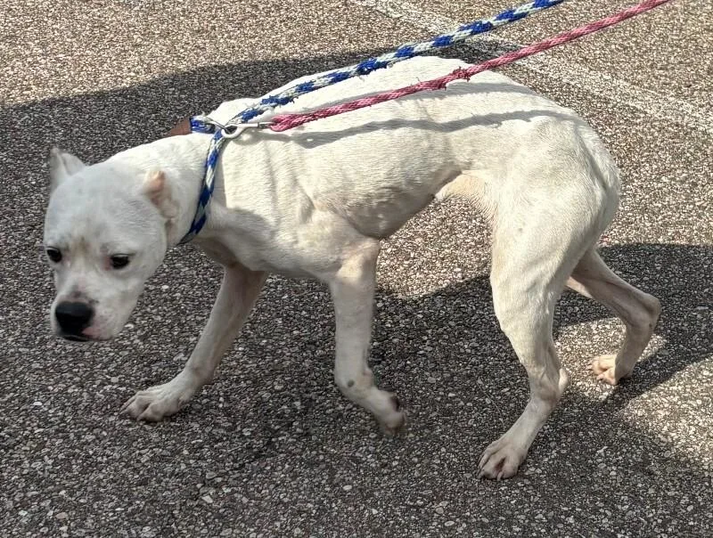 An adult large-sized female White / Cream Mixed Breed dog named Sunny for adoption in Cincinnati, OH
