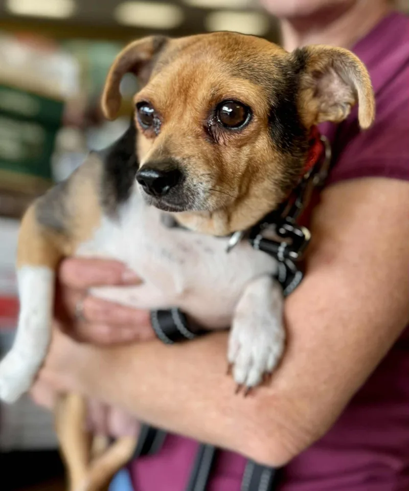 An adult small-sized female Tricolor (Brown, Black, & White) Beagle dog named Daisy for adoption in Covington, WA