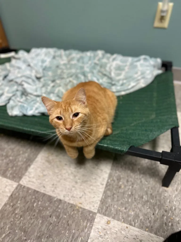 A young medium-sized male Domestic Short Hair cat named Rucker for adoption in Chillicothe, OH