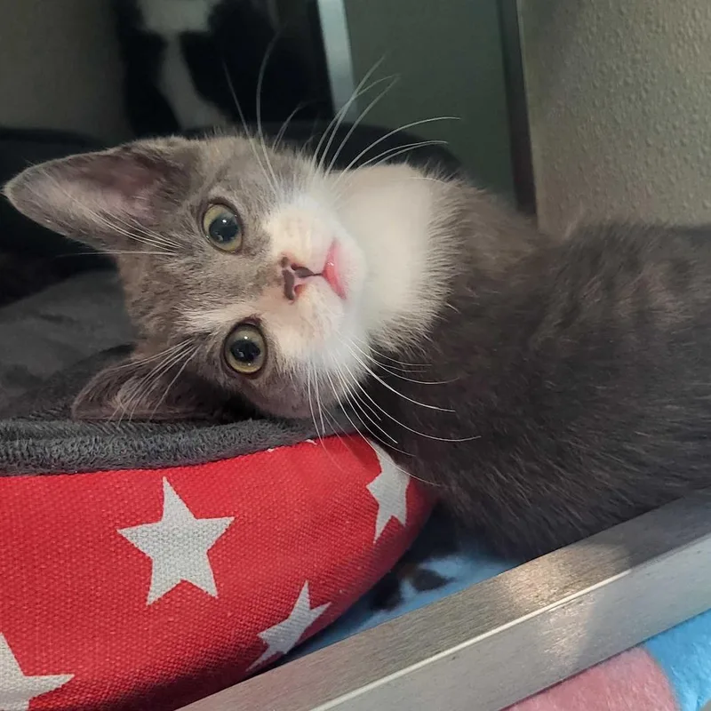 A baby small-sized male Gray / Blue / Silver Domestic Short Hair cat named V for adoption in Chattanooga, TN