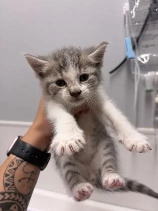 A baby small-sized male Domestic Short Hair cat named Dill for adoption in West Chester, PA