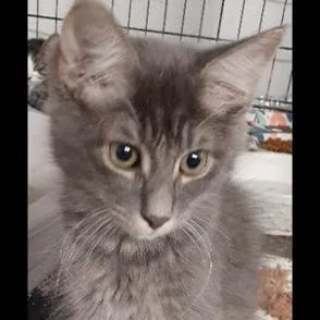 A baby medium-sized male Gray / Blue / Silver Domestic Medium Hair cat named Leroy for adoption in Richmond, VA