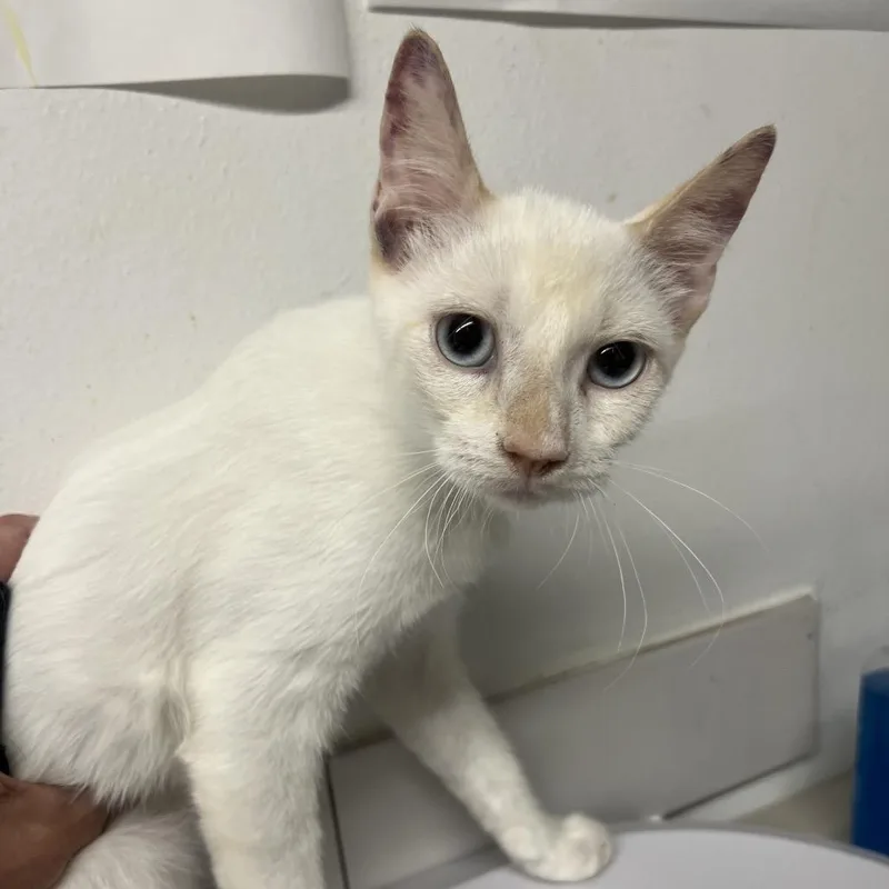 A young medium-sized male White Domestic Short Hair cat named Melodious for adoption in St. Louis, MO