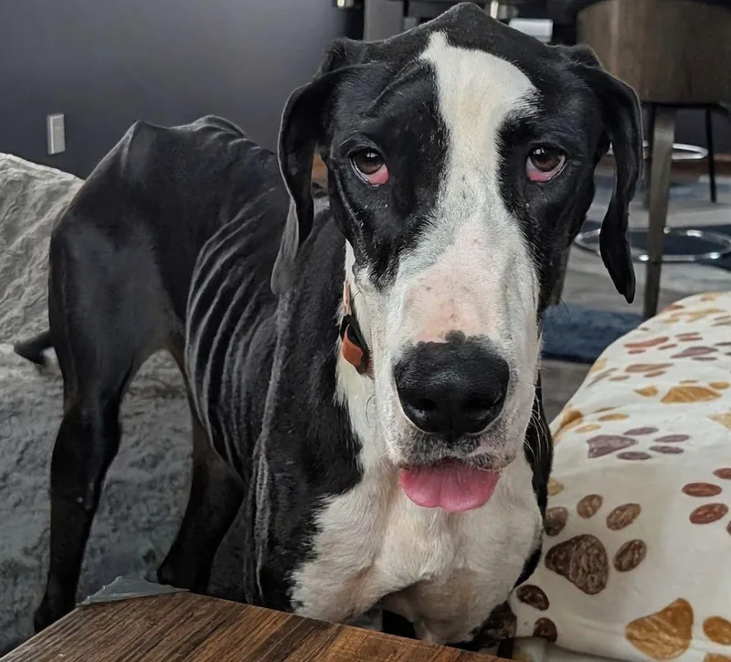 A young extra large-sized female Black Great Dane dog named Libby for adoption in Larkspur, CO