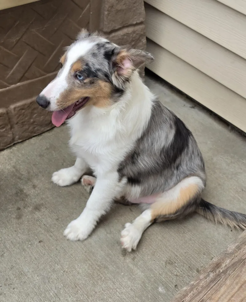 Ribeye Sheltie Pup