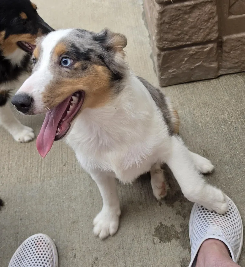 Ribeye  Sheltie Pup thumbnail 2