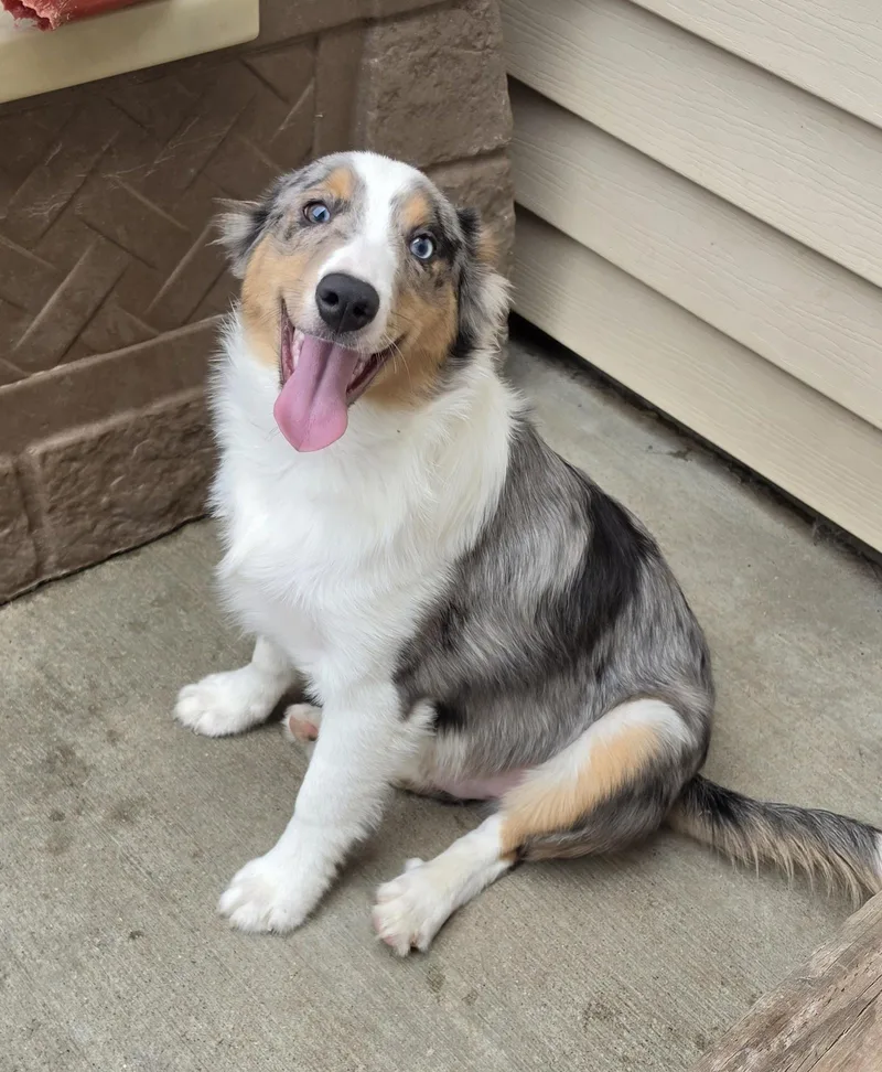 Ribeye  Sheltie Pup thumbnail 3
