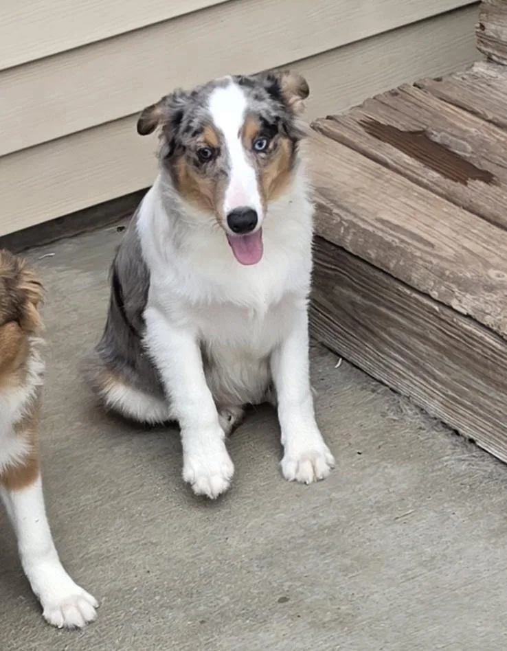 Ribeye  Sheltie Pup thumbnail 4