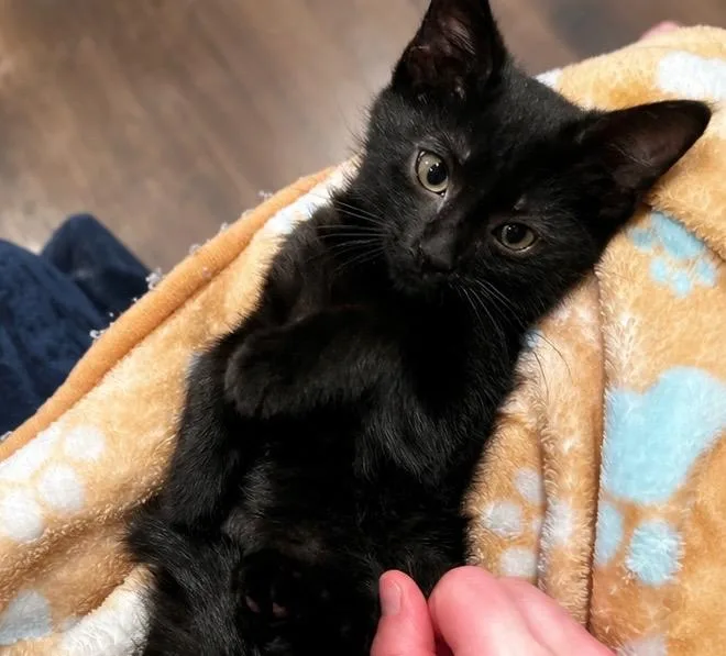A baby large-sized male Black Domestic Short Hair cat named Archie for adoption in Haddon Heights, NJ