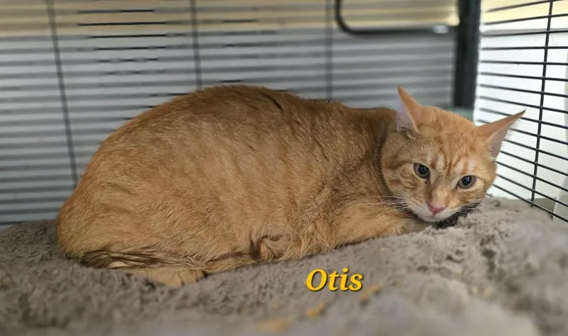 Otis